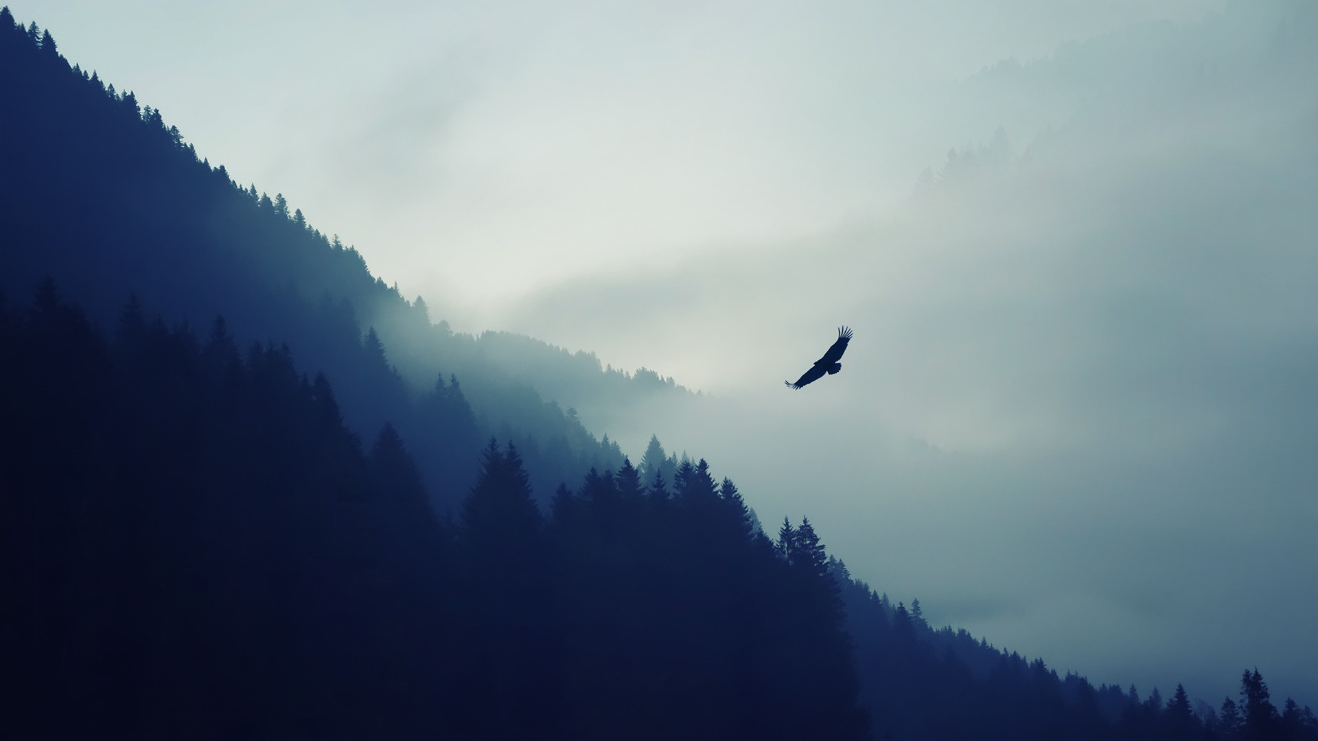page banner image